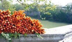 Roma en el mes de mayo